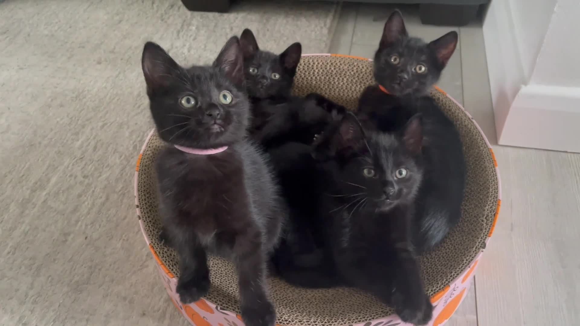 Mixed Breed cats for sale: Beautiful girl😻🐈‍⬛🐈‍⬛🐈‍⬛ - Video 1