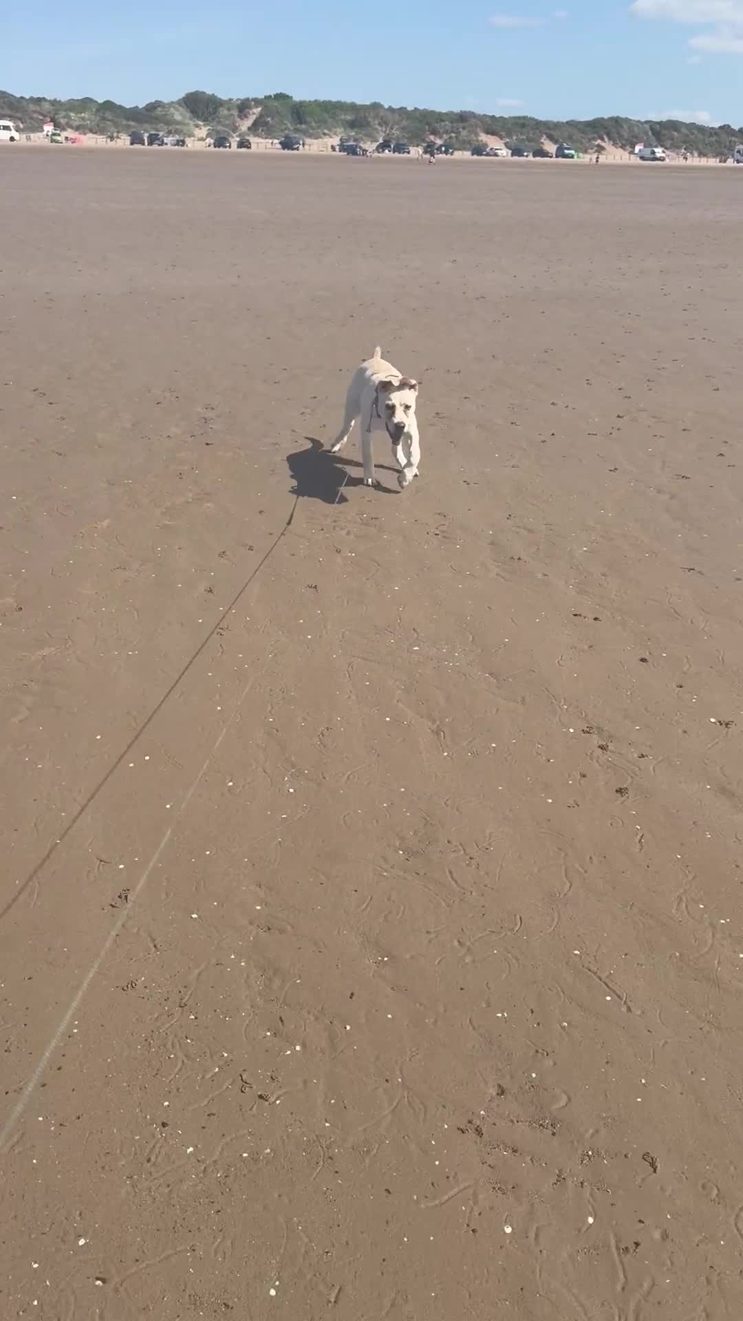 Mixed Breed dogs for sale: German sheppard mixed  - Video 1