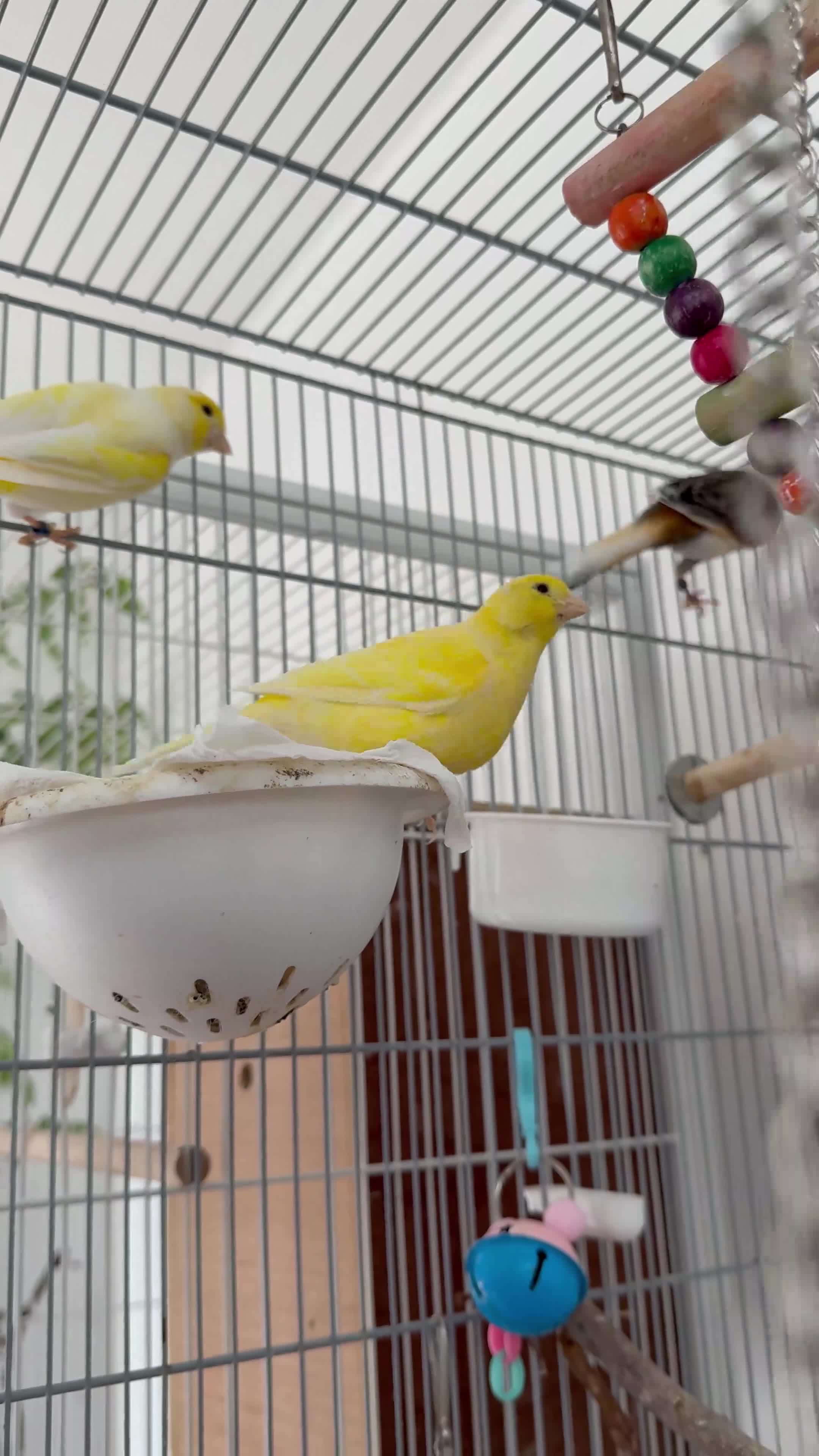 Canaries birds for sale: Singing canaries  - Video 1