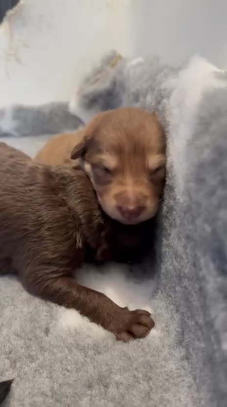 German Shepherd dogs for sale: Stunning German Shepherd X Puppies  - Video 1