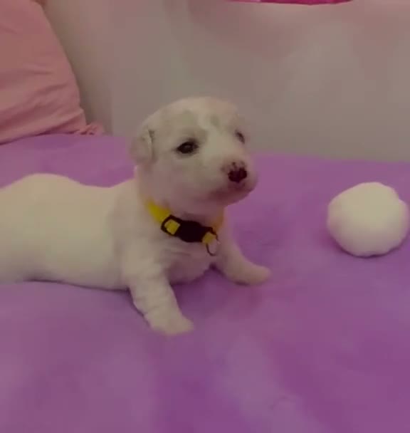 Bichon Frise dogs for sale:  💗KC BICHON FRISE PUPPIES – CHAMPION BLOODLINES💗 - Video 1