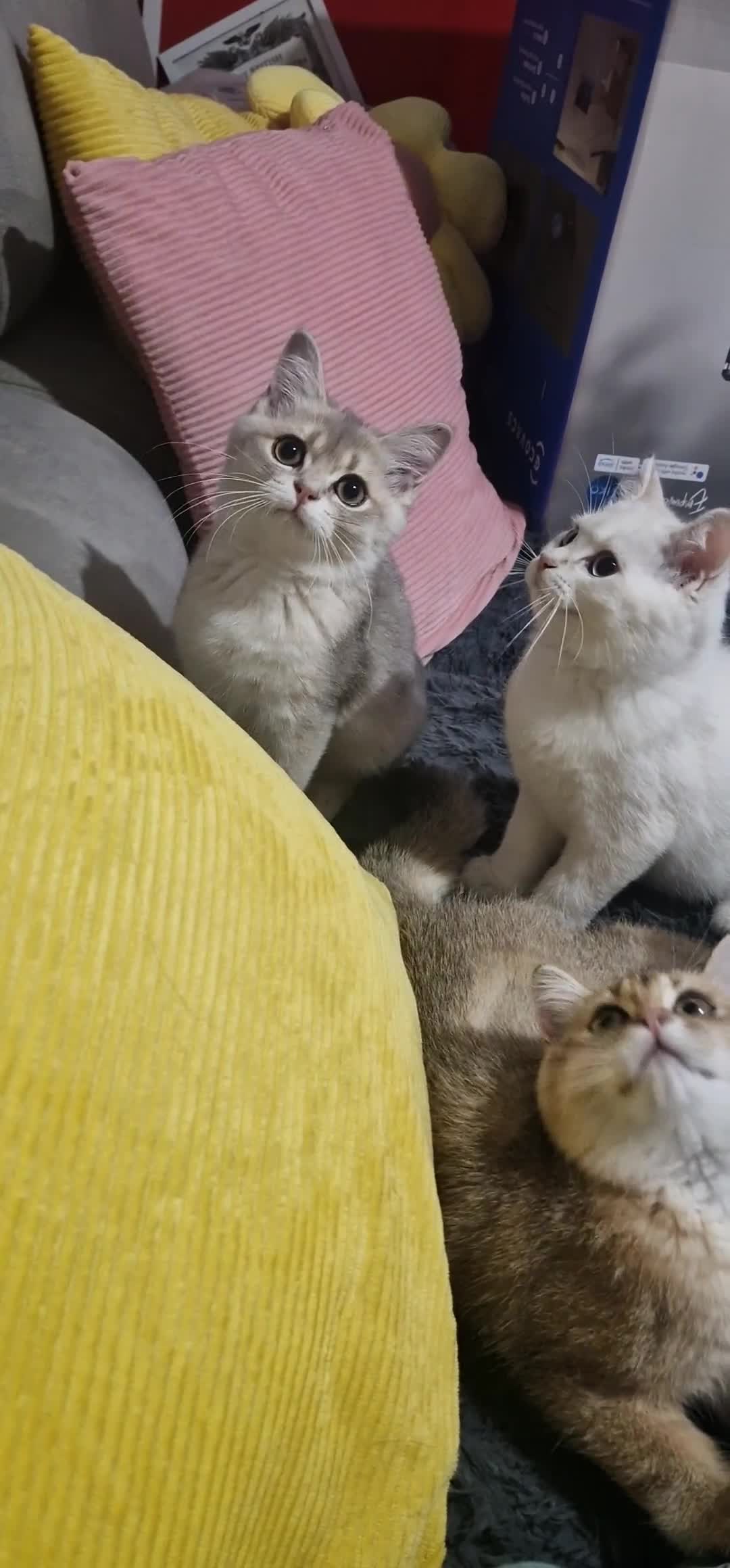British Shorthair cats for sale: British shorthair kittens Champion parents  - Video 4