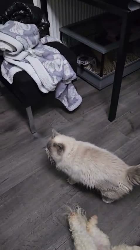 Ragdoll cats for sale: PURE BREED RAGDOLL CAT - Video 1