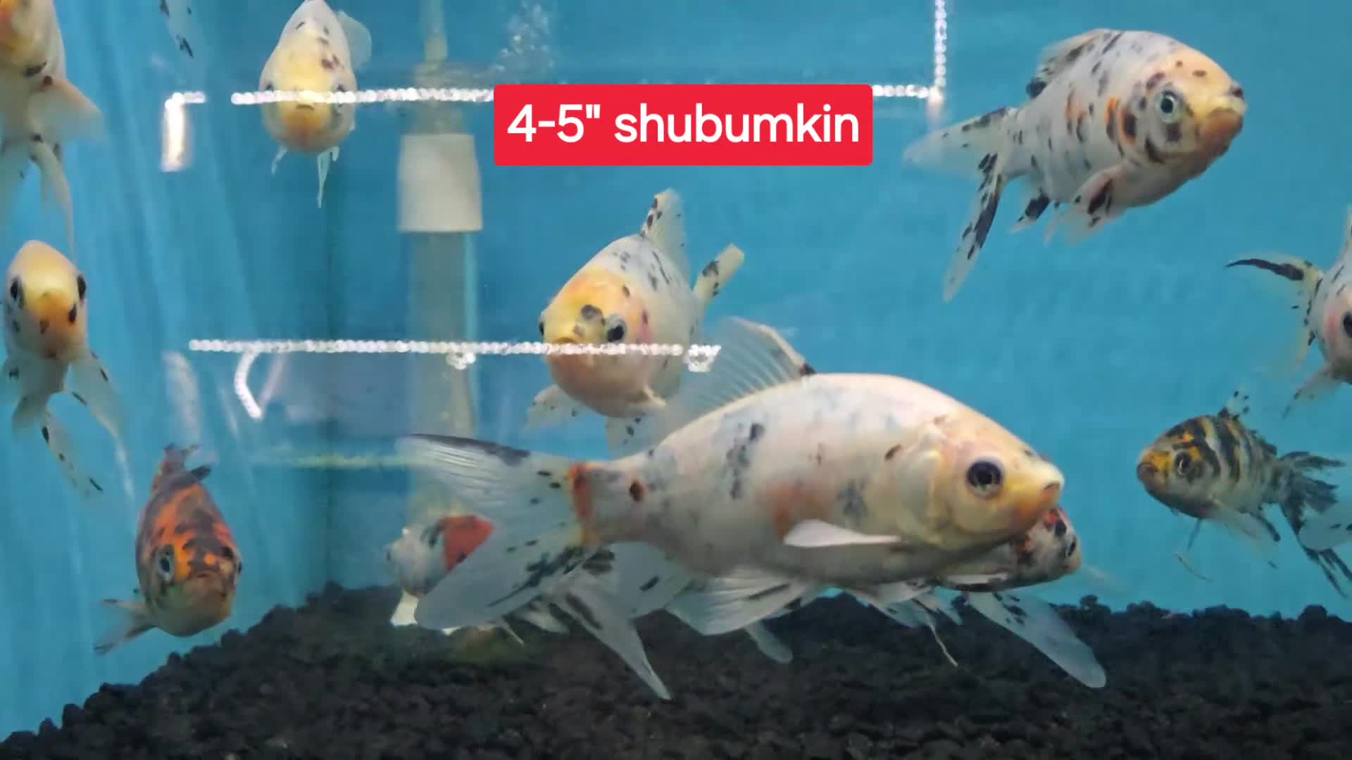 Koi Carp fish for sale: Koi + other All different Price @Tameside Aquatics - Video 4