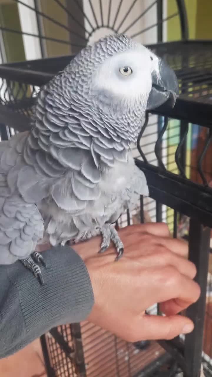Parrots birds for sale: African grey parrot ready for thire new home. in Liverpool - Video 1