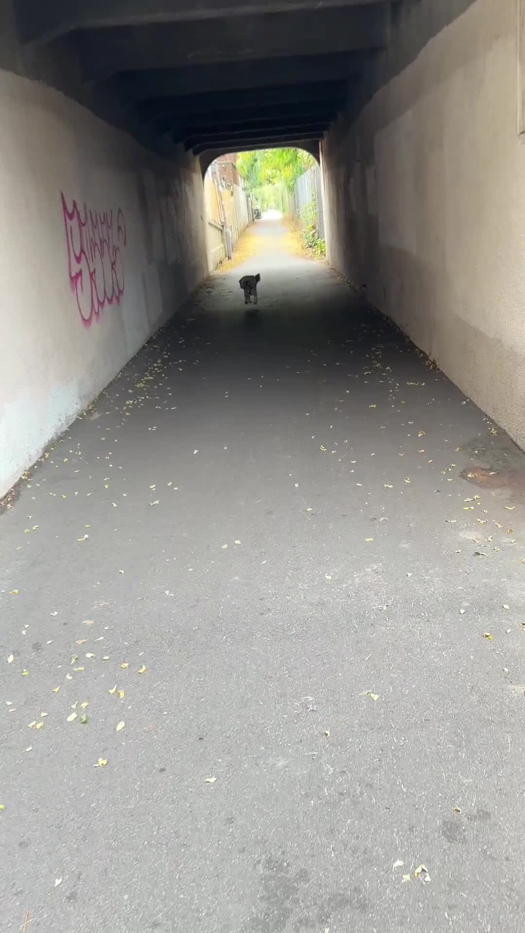 Cavapoo dogs for stud: Stunning Cavapoo Stud – Great Temperament - Video 3