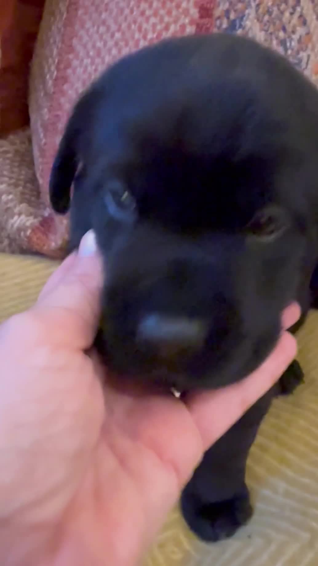 Labrador Retriever dogs for sale: KC PUPPY HUTCH  - Video 1