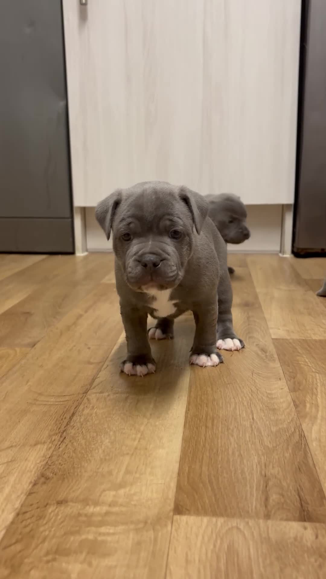 Staffordshire Bull Terrier dogs for sale: Beautiful Staffy Puppies – Ready Soon in Yeovil - Video 4