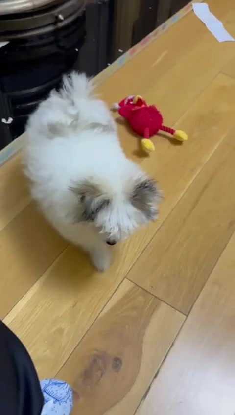 Pomchi dogs for sale: Pomeranian  - Video 1