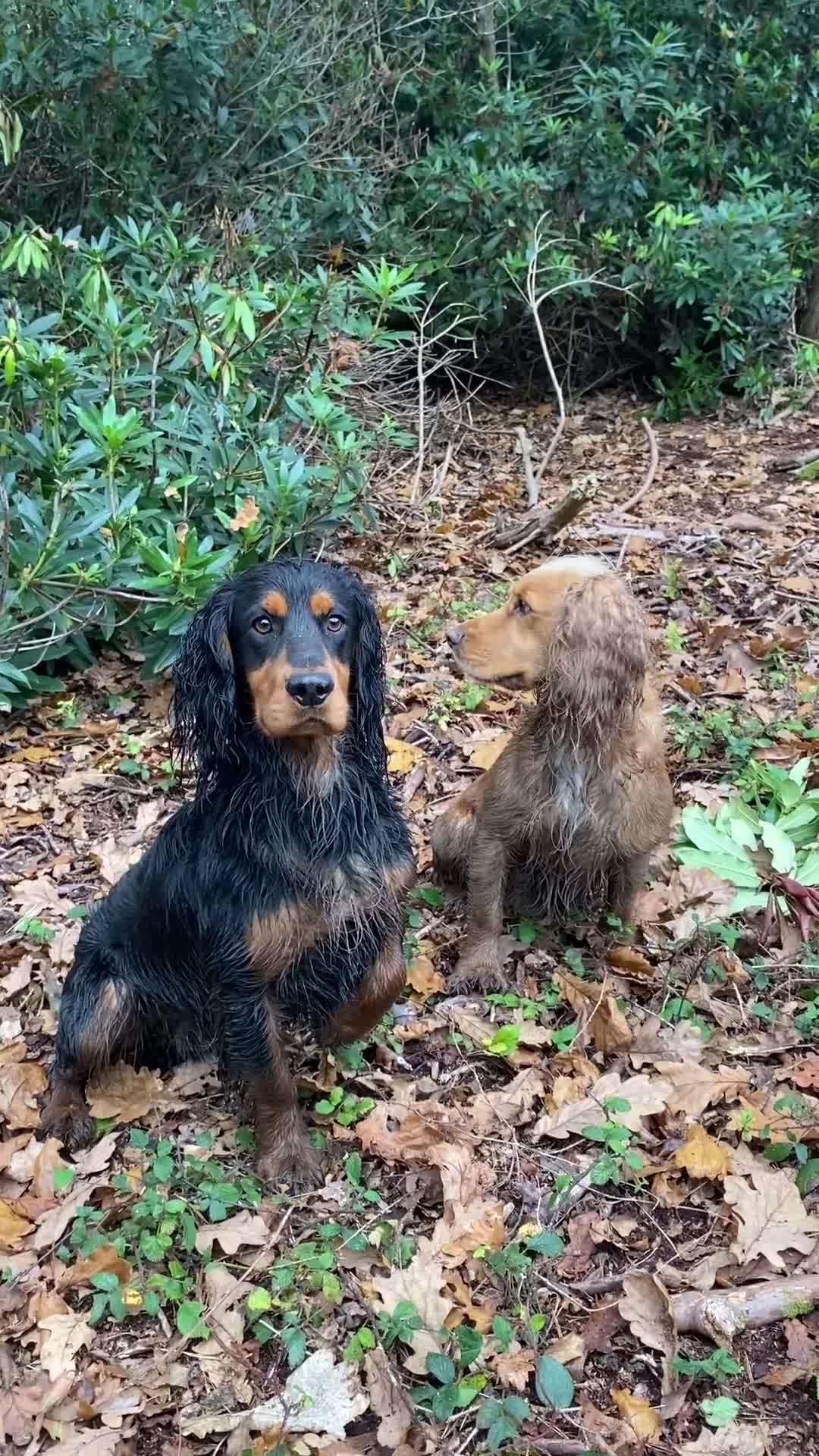 Cocker Spaniel dogs for stud: KC reg Working Cocker Stud - Video 1