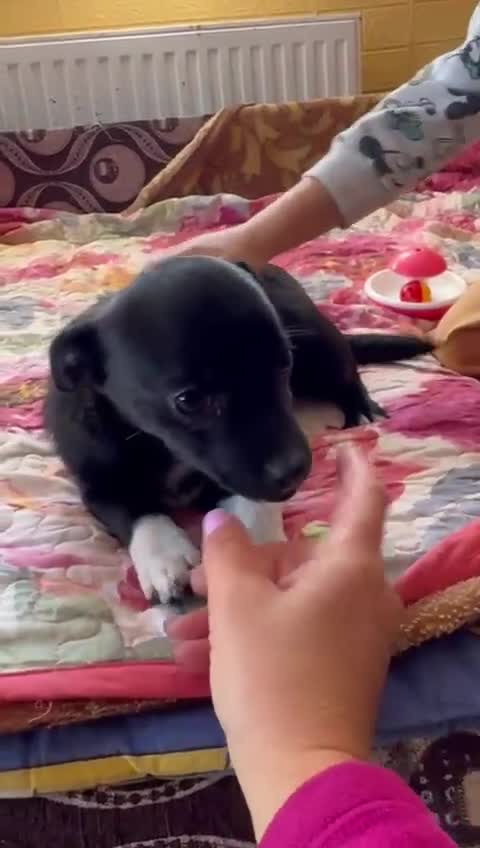 Mixed Breed dogs for adoption: FLORA - a Lovely tiny puppy girl for a Loving Home - Video 3