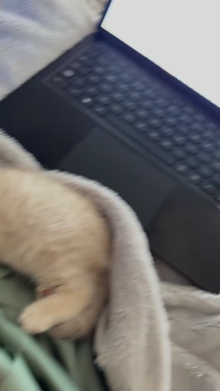 British Shorthair cats for sale: Beautiful British shorthair  - Video 5