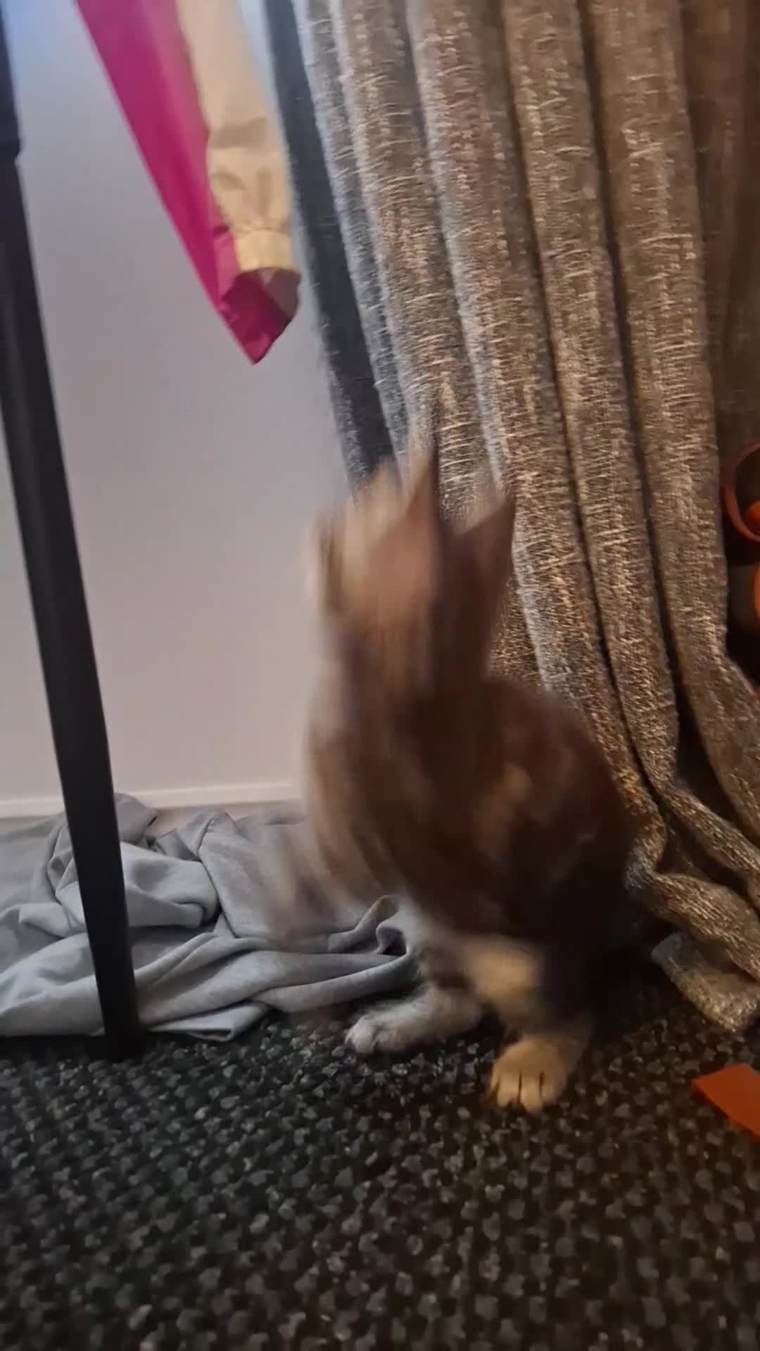 Maine Coon cats for sale: Maincoon x - Video 1