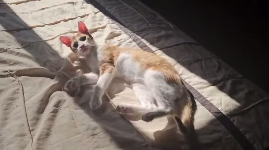 Mixed Breed cats for sale: Blissful Burreto  - Video 1