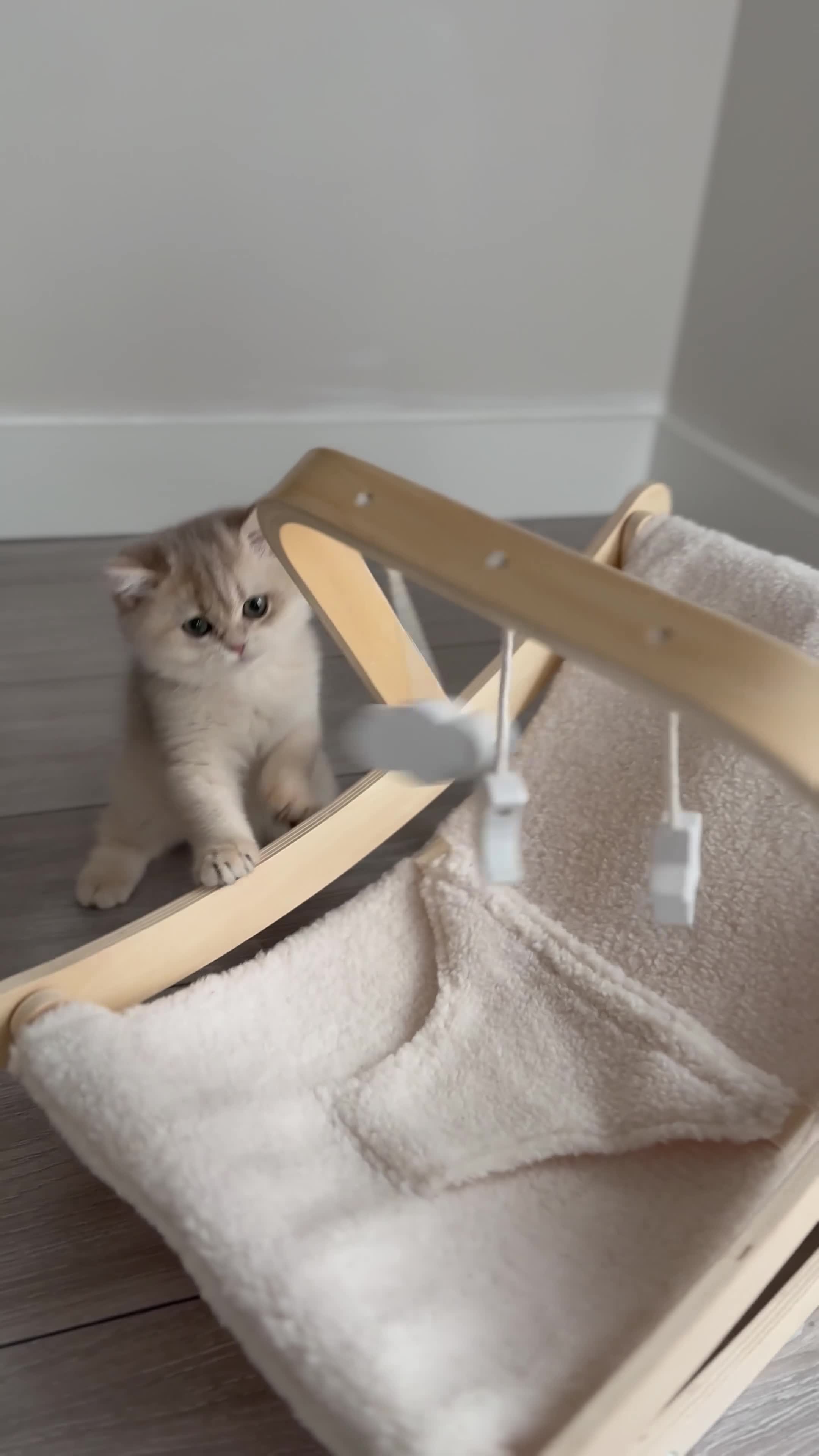 British Shorthair cats for sale: Blue Golden British Shorthair kitty - Video 3