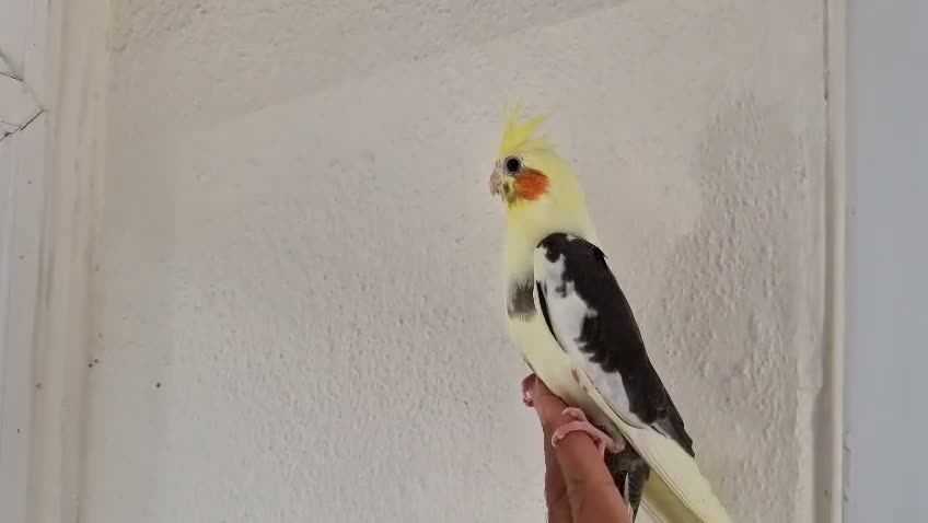 Cockatiels birds for sale: Hand tamed Cockatiels  - Video 4