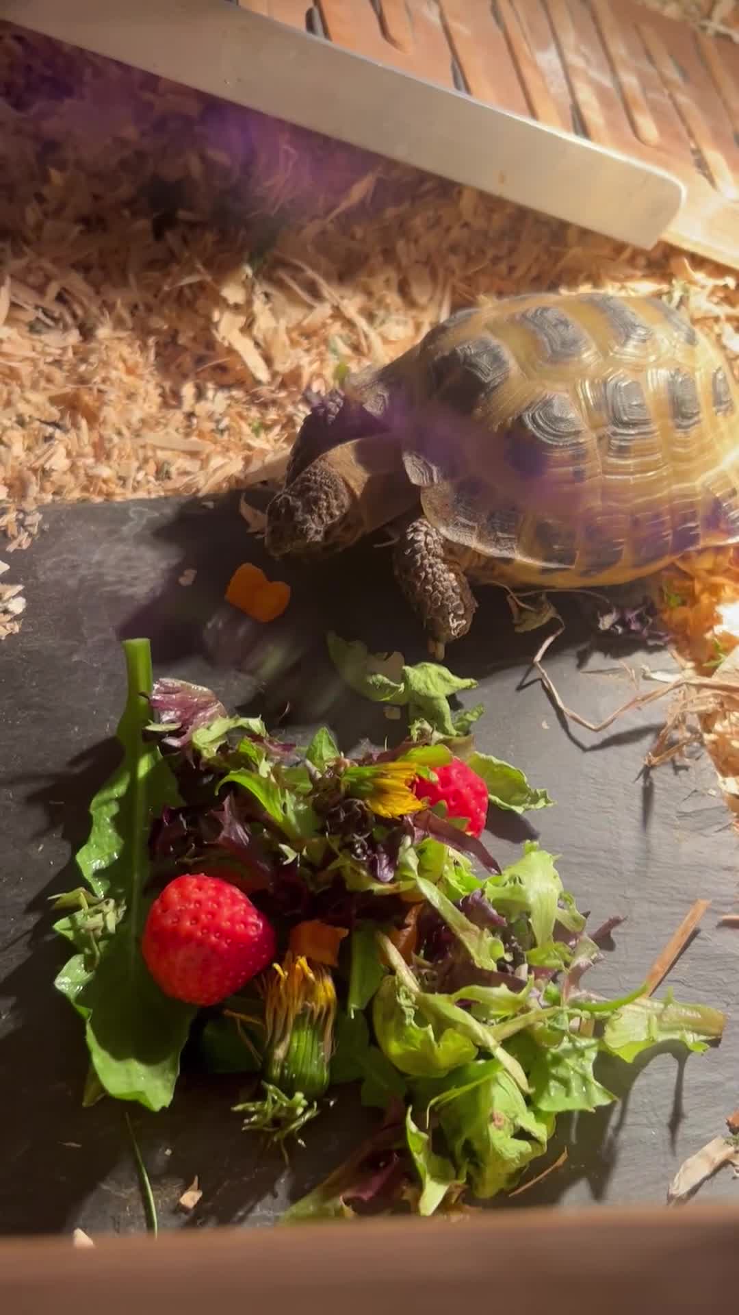 Tortoise reptiles for sale: Tortoise and full set up for sale - Video 1