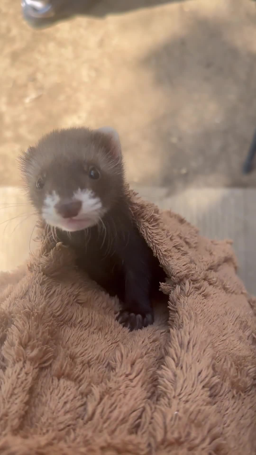 Ferret rodents for sale: Baby ferrets - Video 1