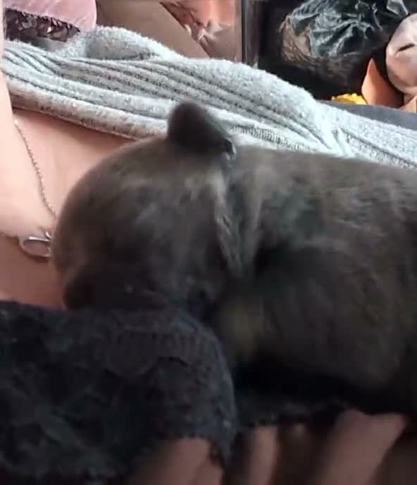 French Bulldog dogs for sale: French bulldog female  - Video 3
