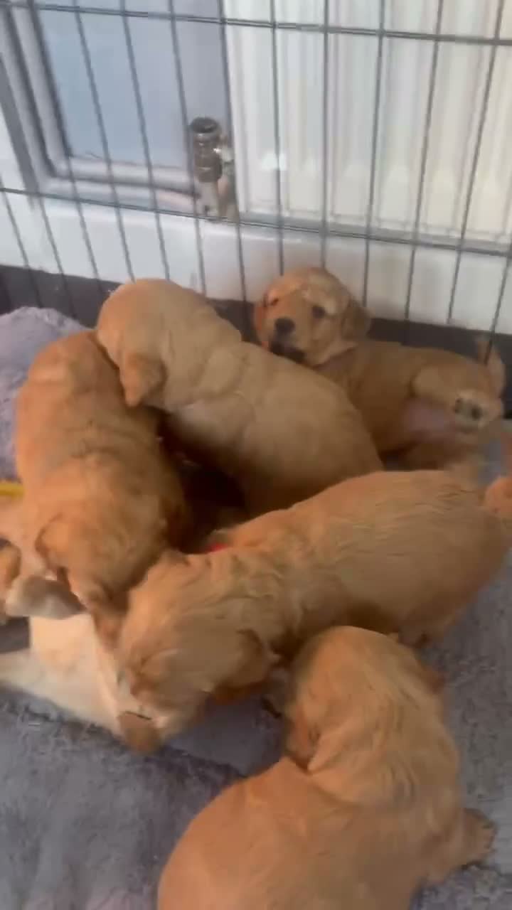 Mini Goldendoodle dogs for sale: Beautiful miniature Golden Doodle puppies - Video 1