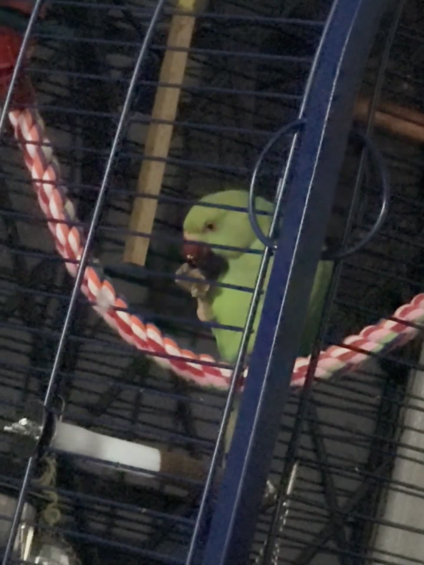 Parrots birds for sale: Indian Ringneck Parrot in Coventry - Video 2