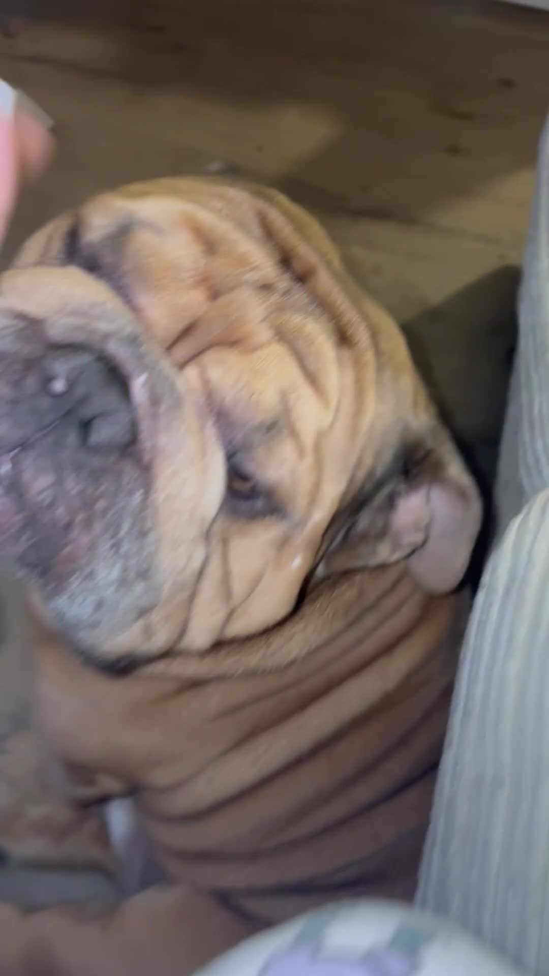English Bulldog dogs for stud: STUD AVAILABLE  - Video 2