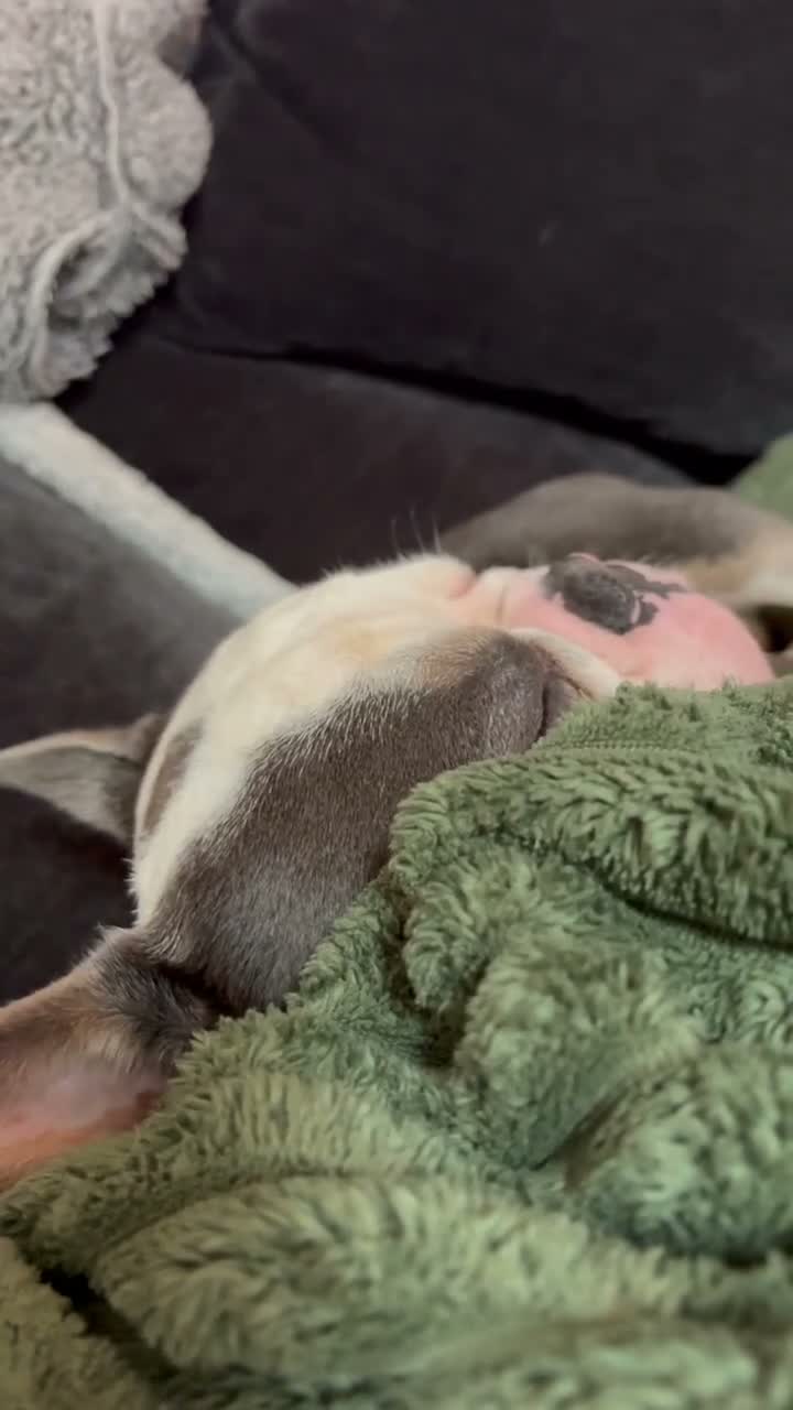 French Bulldog dogs for sale: French bulldog - Video 1