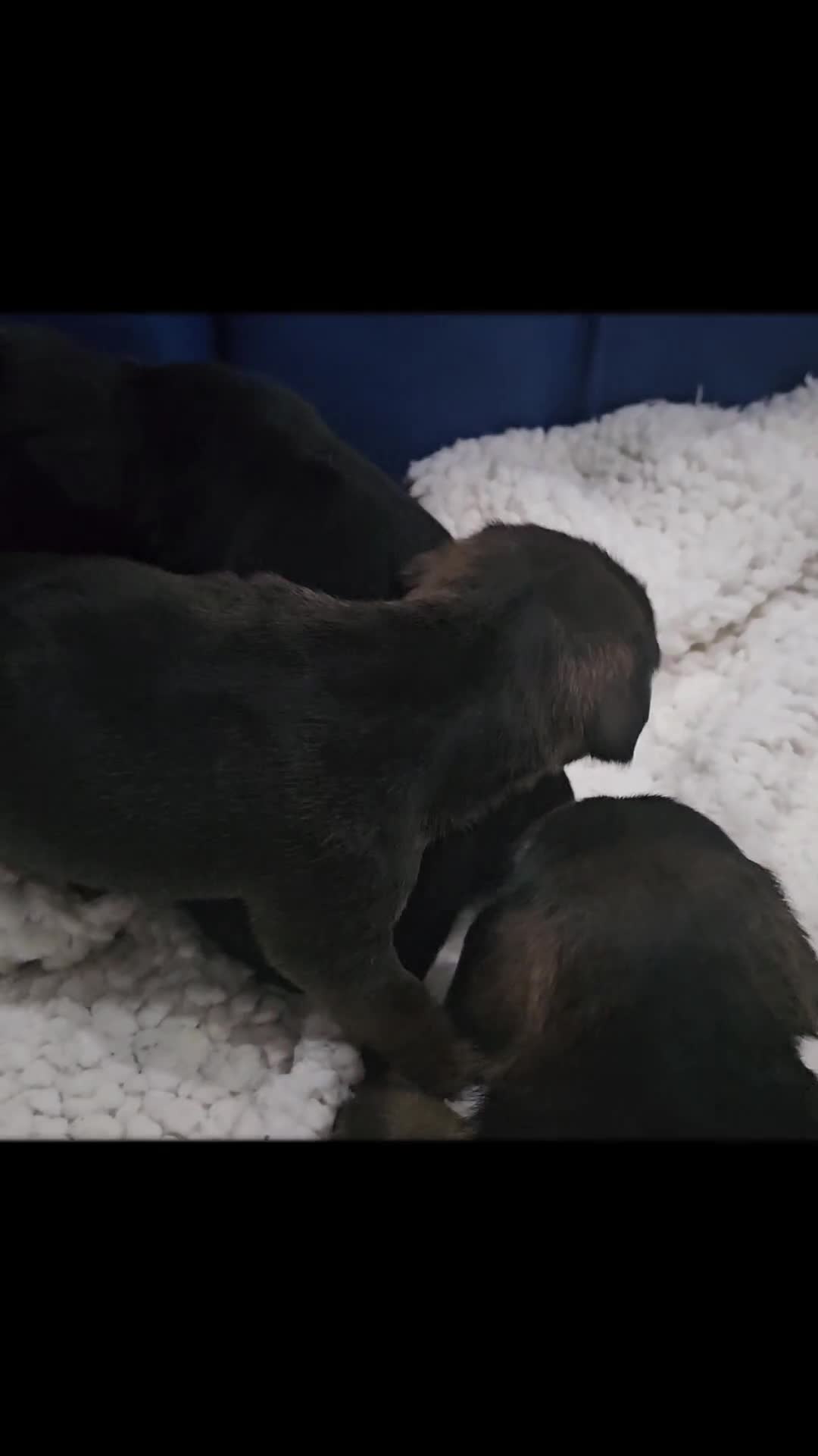 Mixed Breed dogs for sale: Small breed puppies Isle Of Anglesey - Video 2