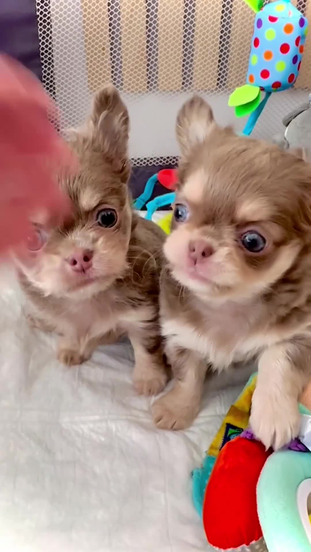 Chihuahua dogs for sale: Exceptional Pups Available to a Loving Forever 🏡  - Video 1