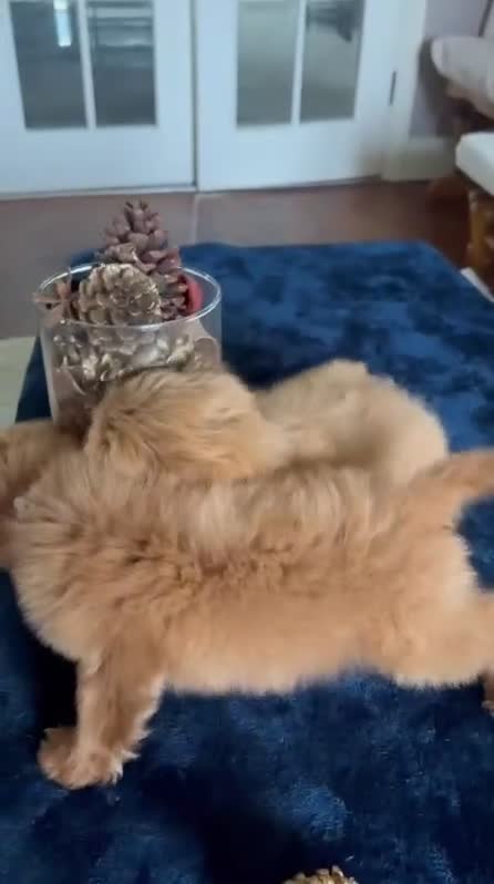 Toy Poodle dogs for sale: 🤩Stunning, Intelligent & Cuddly Fur Babies ⭐️😍 in Walsall - Video 1