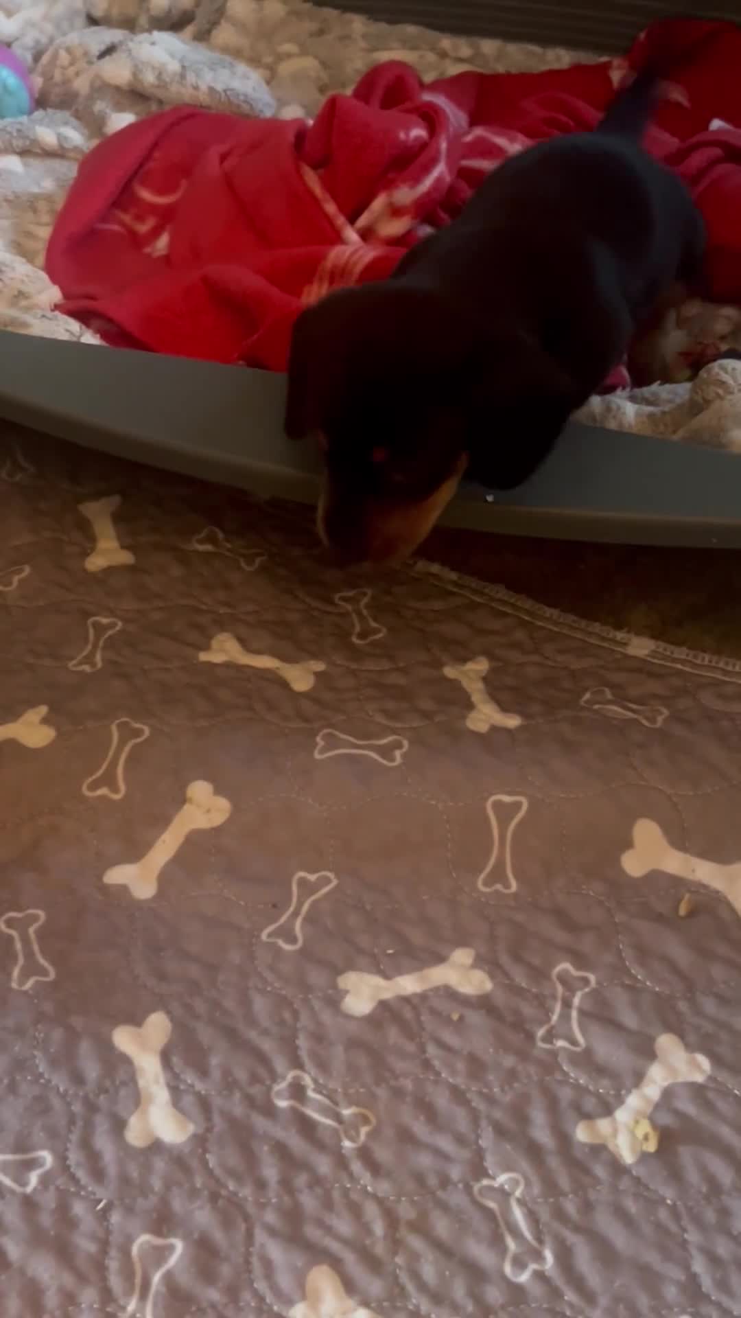 Miniature Dachshund dogs for sale: kc reg miniature smooth Dachshund 1 girl 1 boy - Video 1
