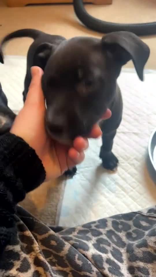 Mixed Breed dogs for sale: 2 Lurcher x Staffy pups left - READY TO LEAVE! - Video 1