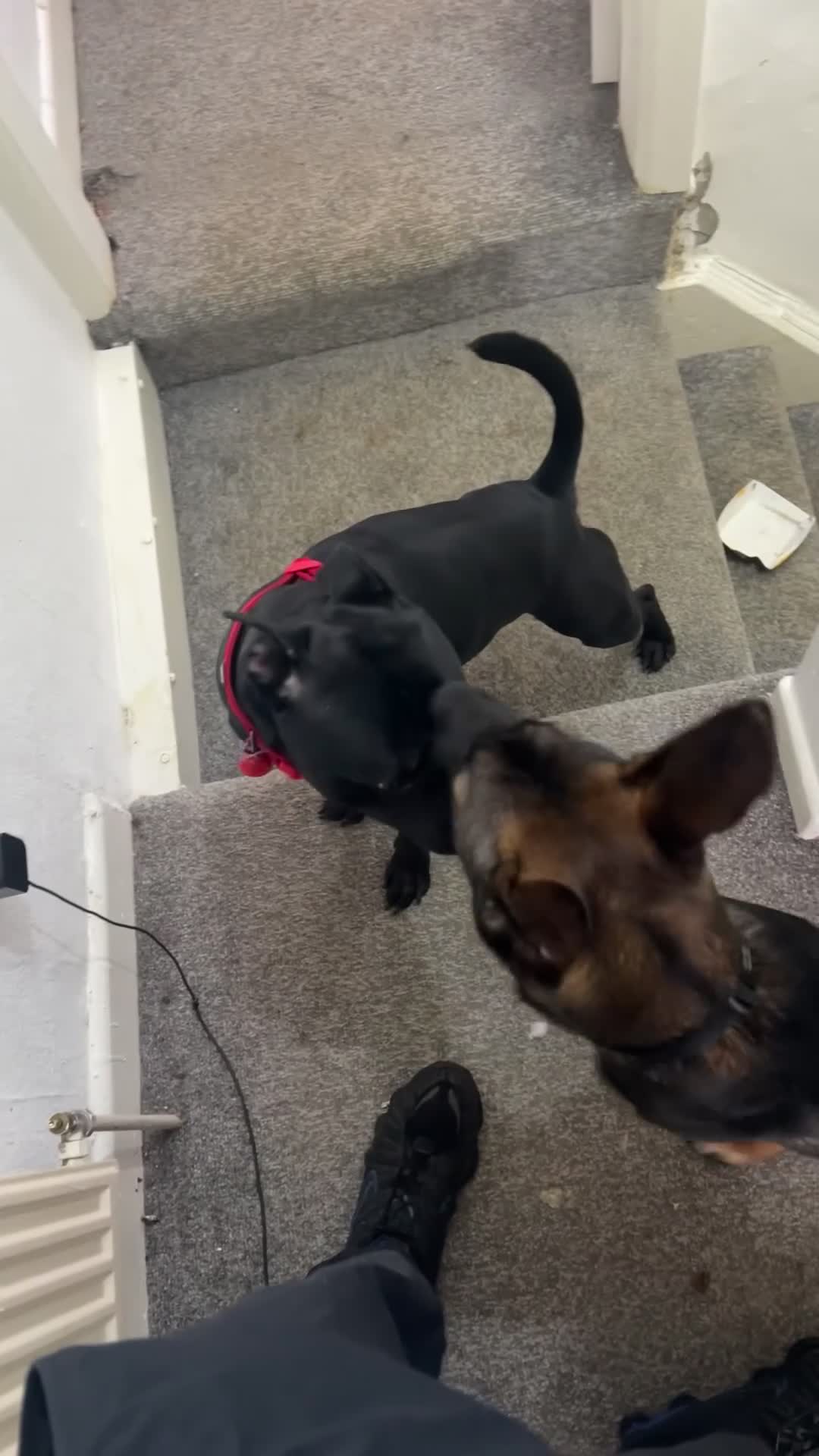 Staffordshire Bull Terrier dogs for sale: Enzo Male Staffy - Video 1