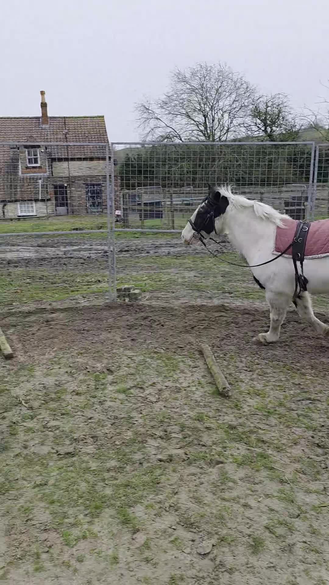 Irish Cob horses for sale: A.cob looking for a job - Video 2