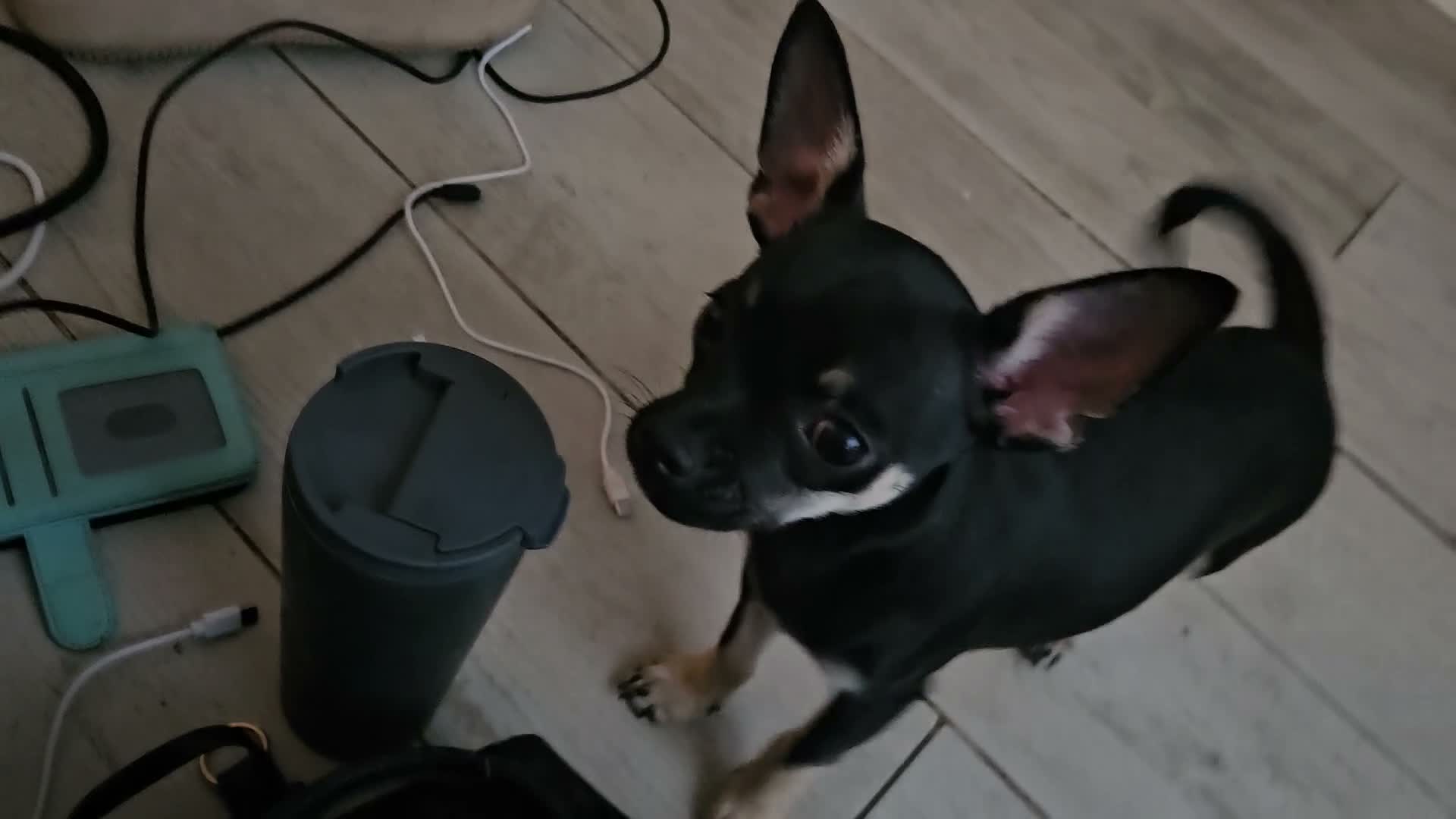 Chihuahua dogs for sale: Chihuahua puppies  - Video 1
