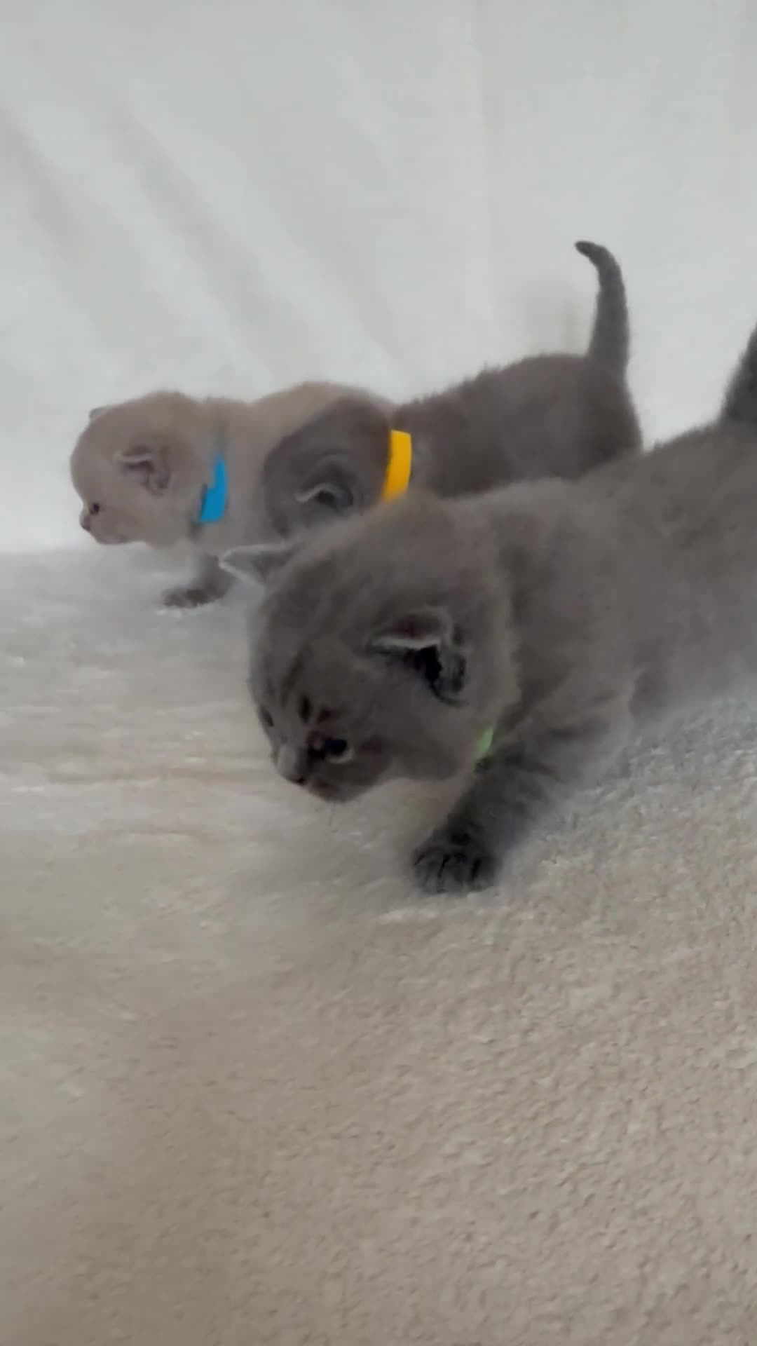 British Shorthair cats for sale: Gorgeous purebred British shorthair kittens - Video 2