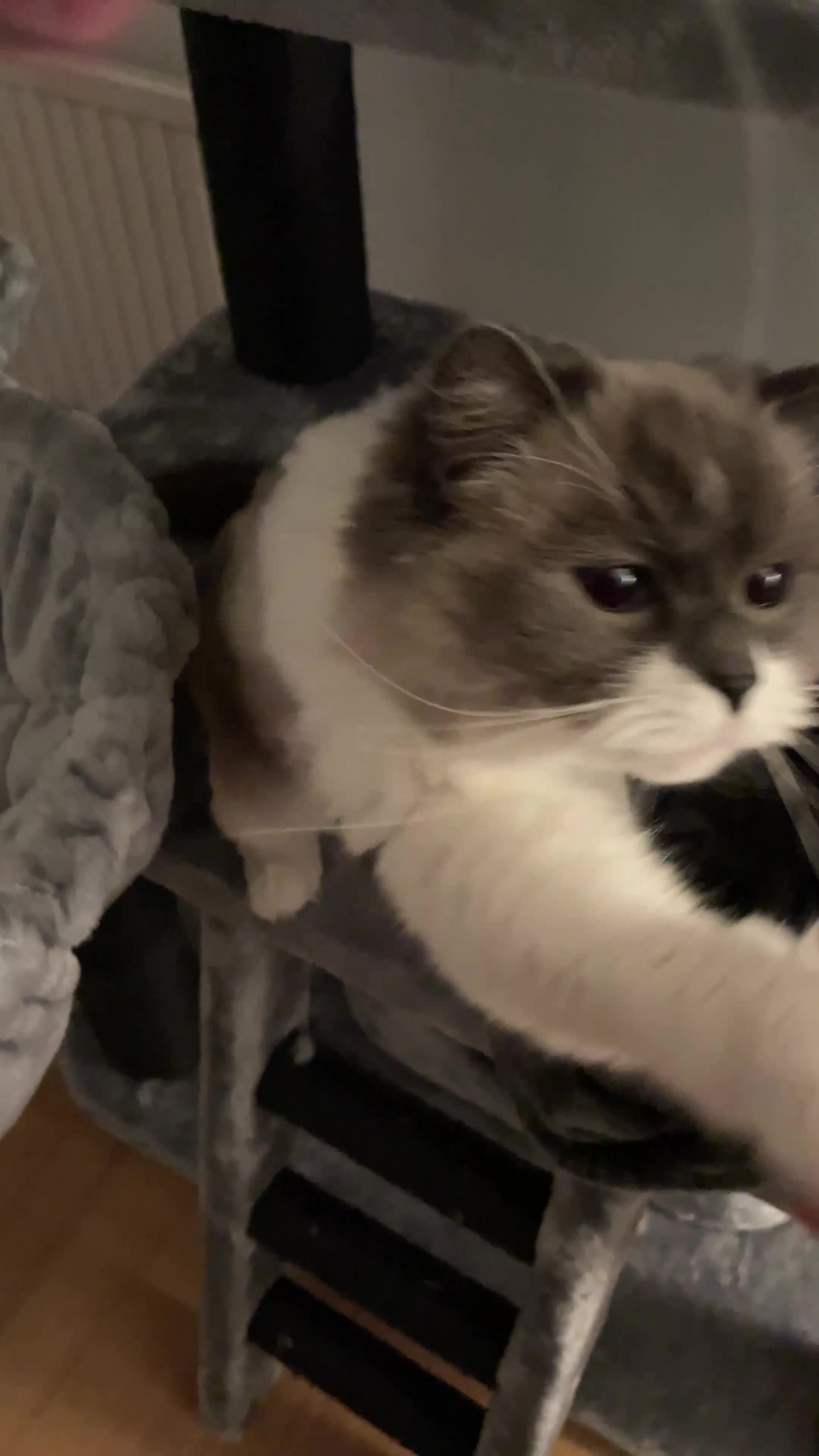 Ragdoll cats for sale: Brother Sister Ragdolls for Rehoming  - Video 1
