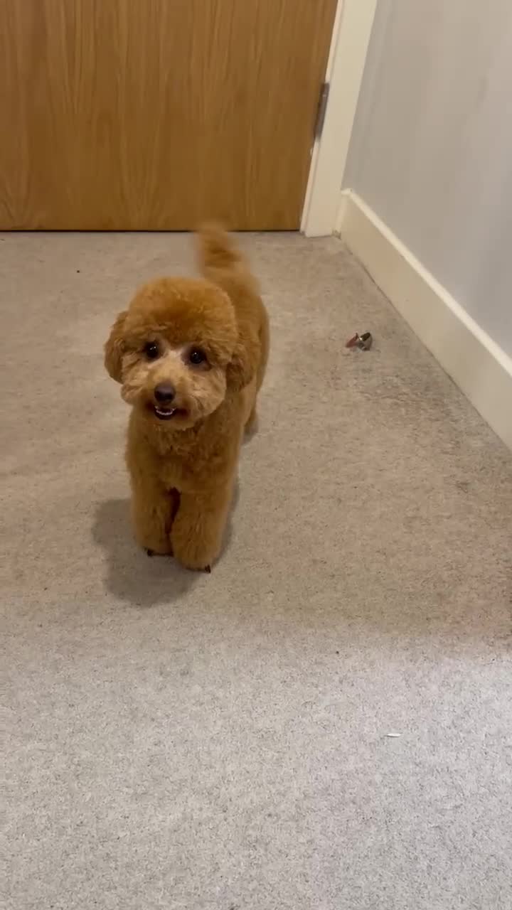 Toy Poodle dogs for sale: Beautiful 10 month Toy Poodle looking for new Home - Video 2
