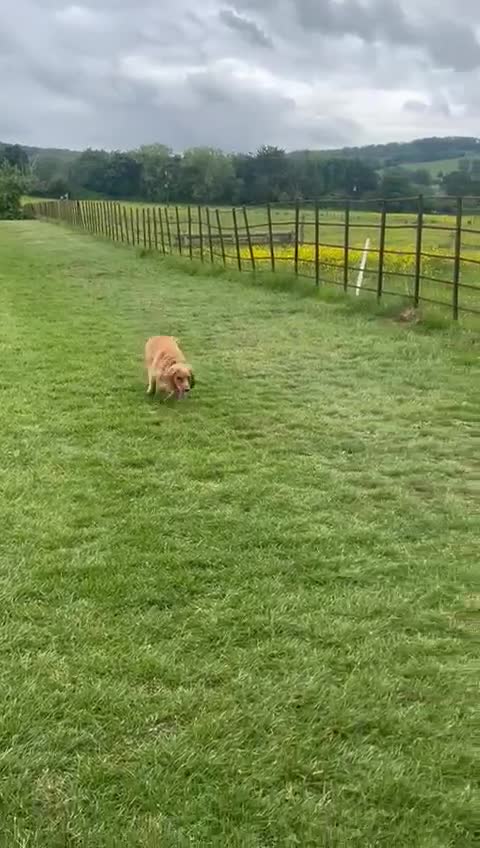 Cocker Spaniel dogs for adoption: Handsome & loyal REGGIE needs a new Loving Home - Video 1