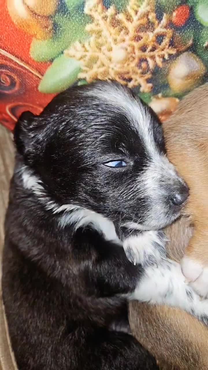Mixed Breed dogs for sale: ✨🐾 3 Beautiful Female Puppies Available 🐾✨ - Video 1