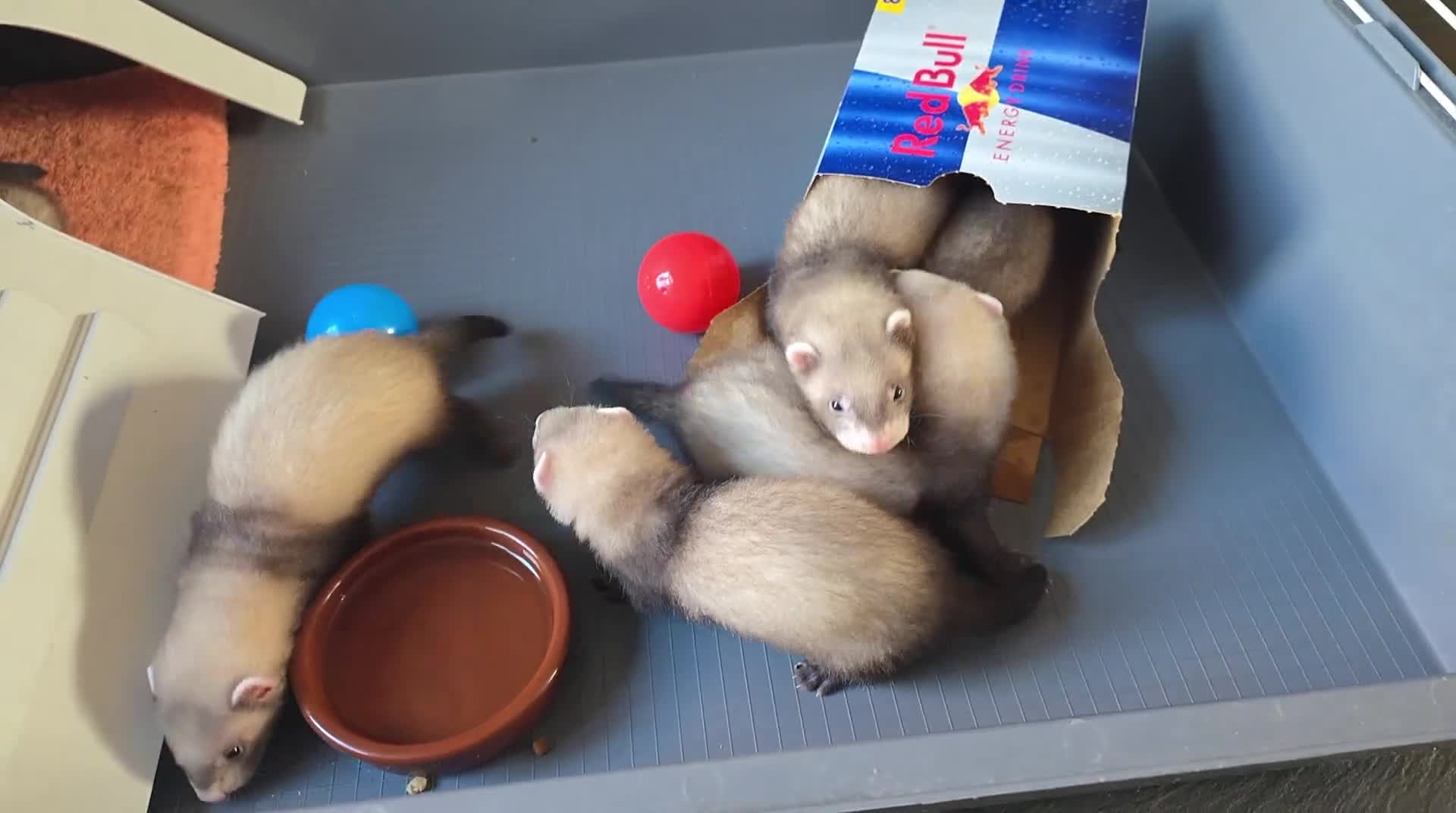 Ferret rodents for sale: Ready to go, Last Gill and Hob - Video 1