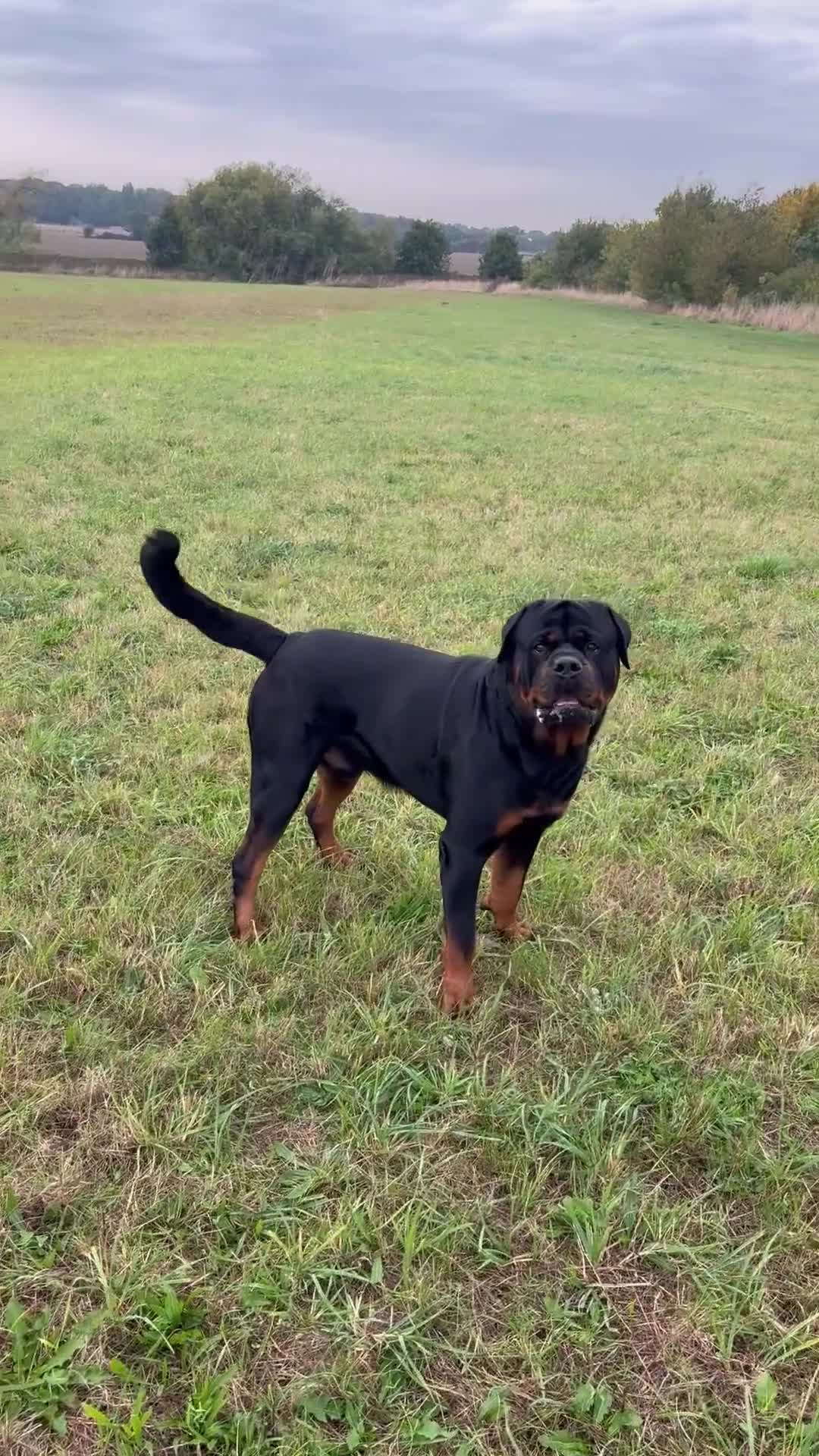Rottweiler dogs for stud: Rottweiler stud  - Video 1
