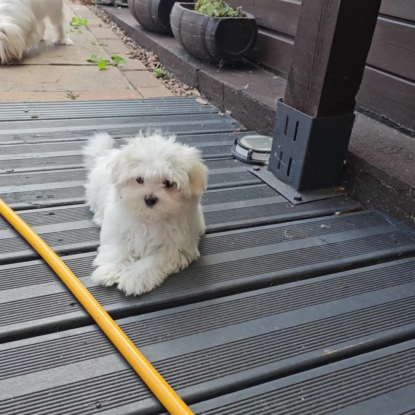 Maltese dogs for sale: Maltese puppies  - Video 2