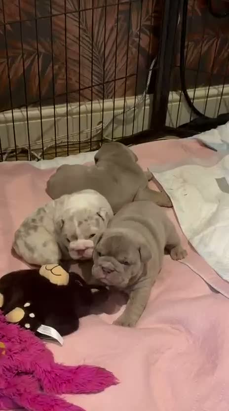 English Bulldog dogs for sale: 🐾Gorgeous British Bulldog Puppies - Boy & Girl💜 - Video 2