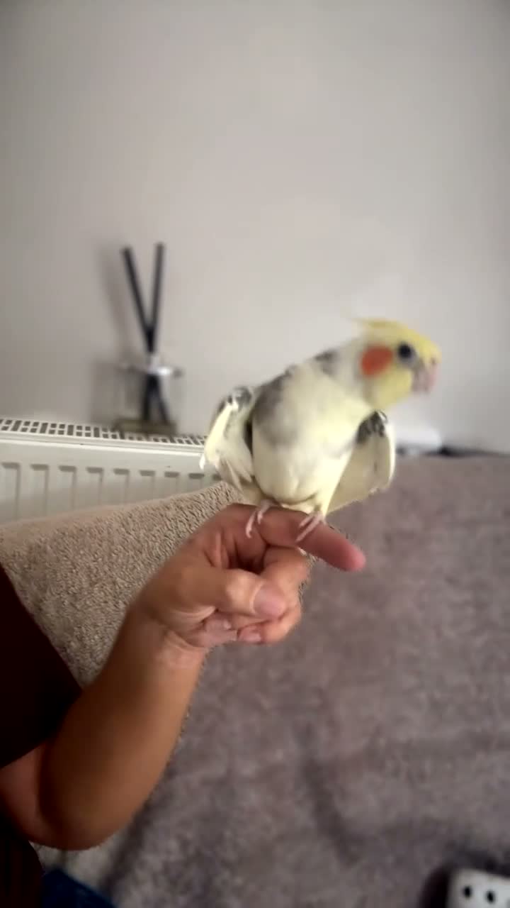 Cockatiels birds for sale: Cockatiel male SILLY TAME! - Video 4