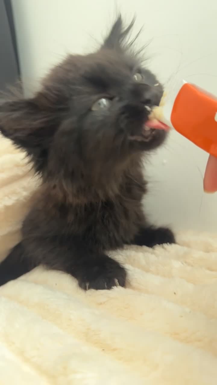 Mixed Breed cats for sale: beautiful kittens looking for their forever homes in London - Video 1