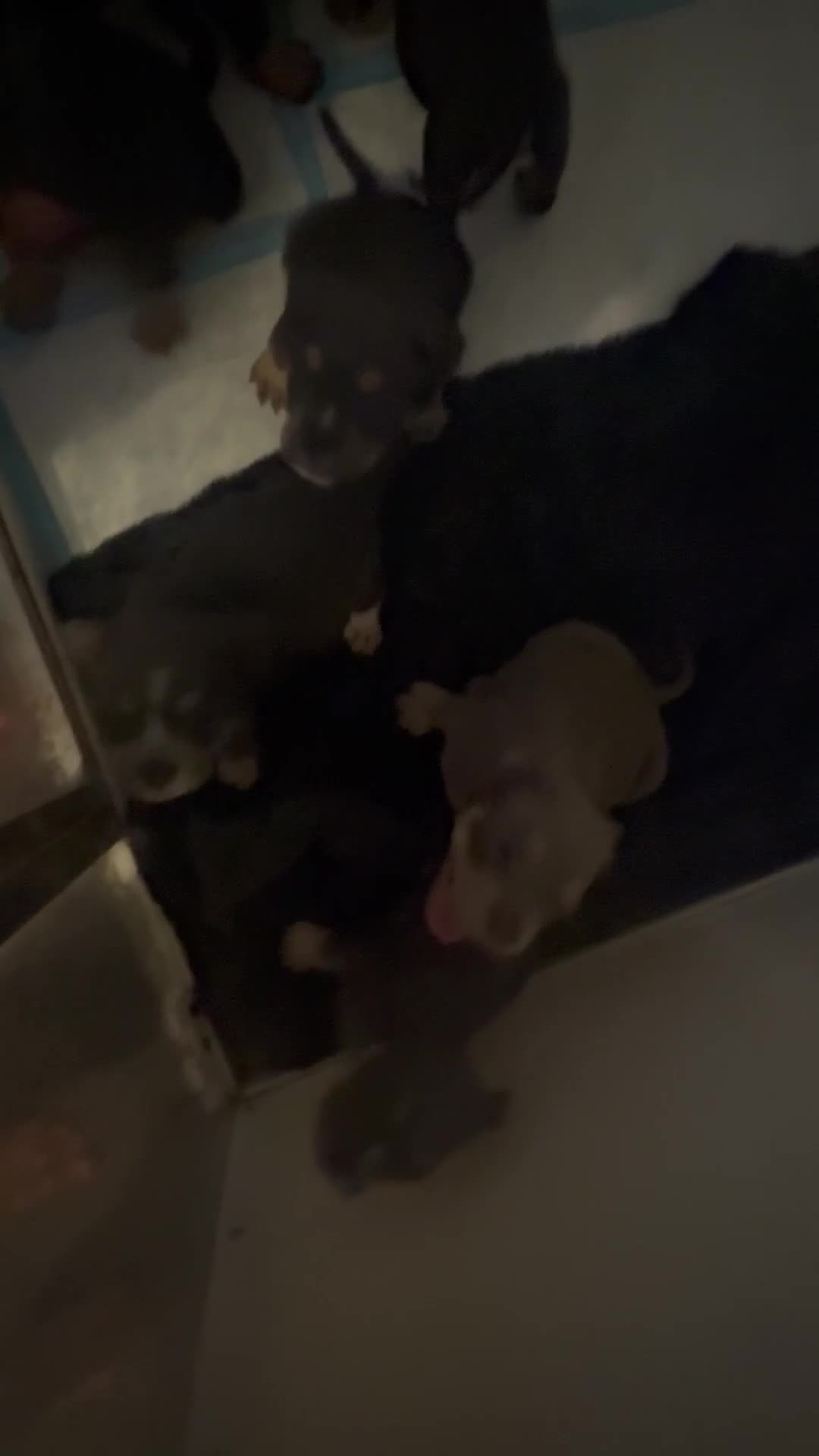 English Bulldog dogs for sale: Old English bulldog  - Video 1