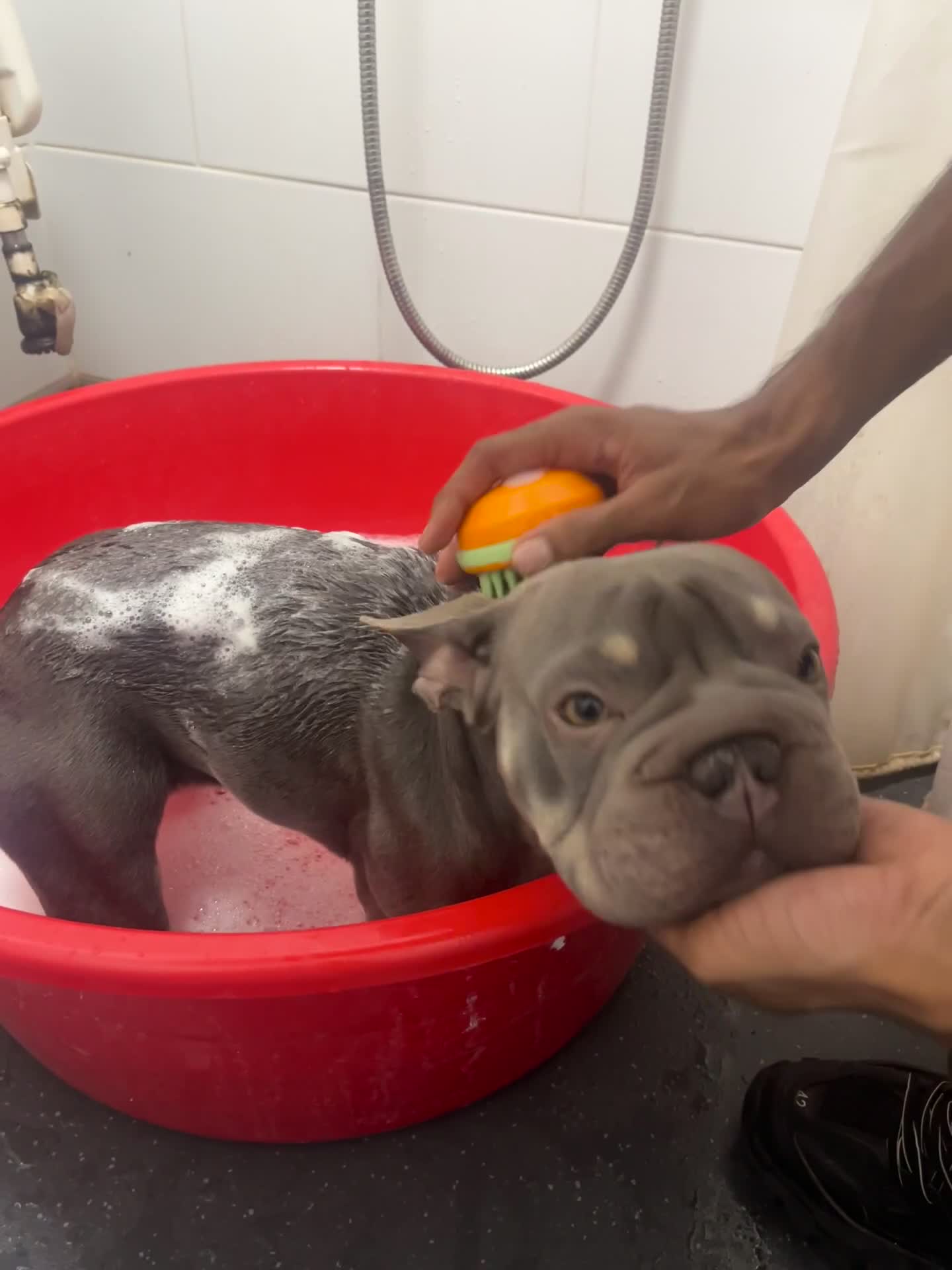 French Bulldog dogs for sale: Beautiful Grey Isabella coat french bulldog - Video 1