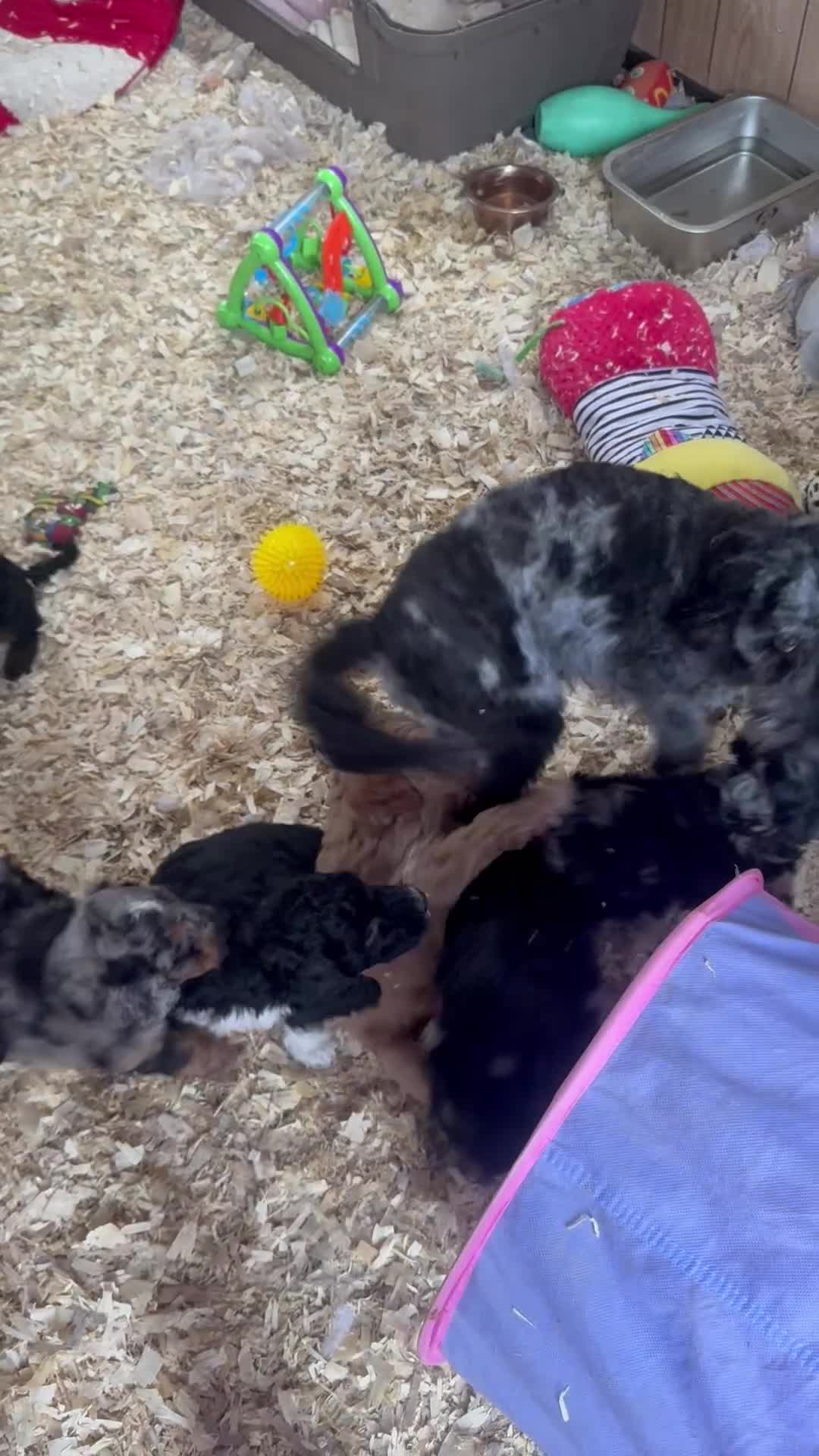 Cockapoo dogs for sale: Wow just wow 🤩  - Video 3