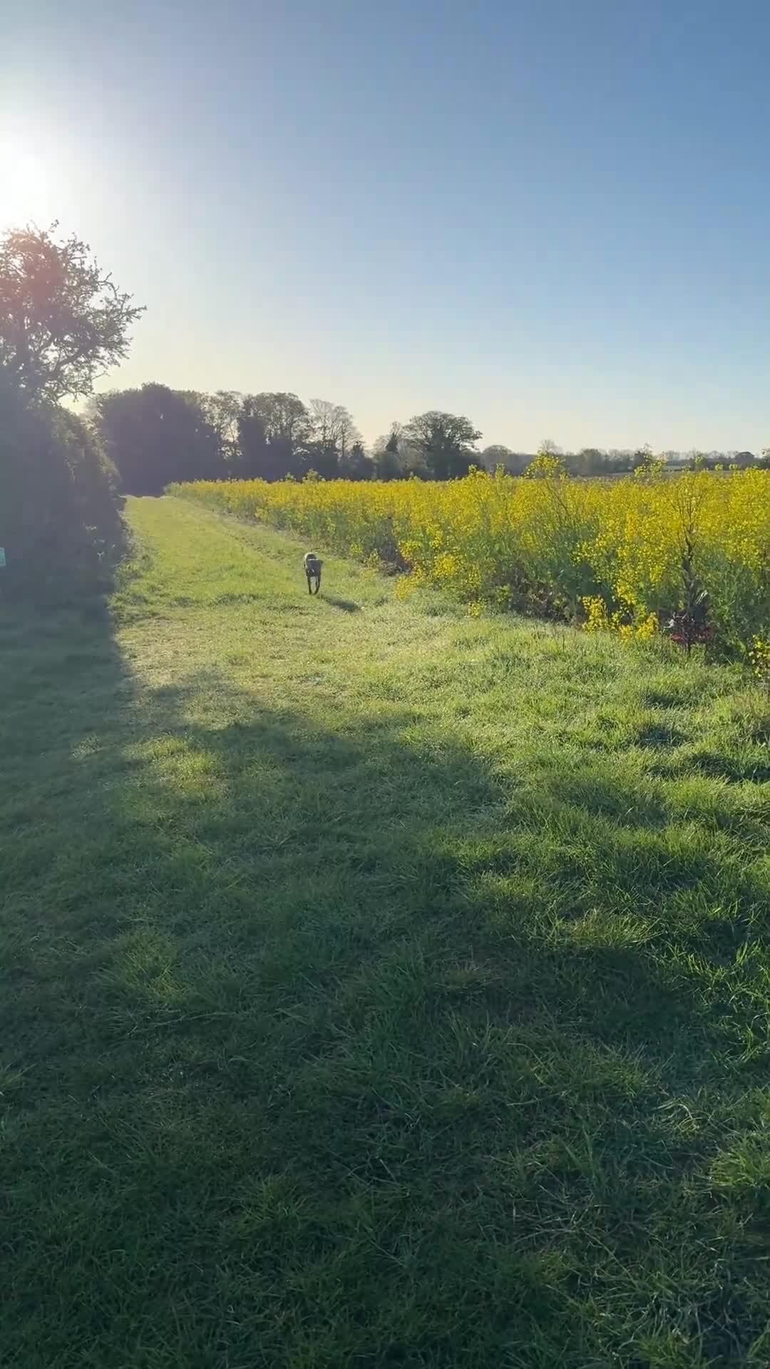 Weimaraner dogs for adoption: Beautiful petite Weimaraner bitch (spayed) in Grantham - Video 3